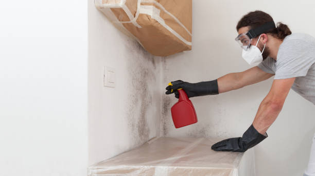 Professional Black Mold Removal technician working in Union, OR